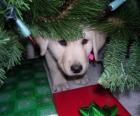 Chien cachant sous l'arbre de Noël