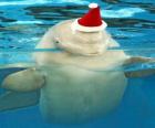 Dauphin avec chapeau de Père Noël