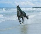 Cheval, noir au galop sur la plage