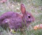 Lapin avec une carotte