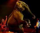 Éléphant au cirque