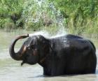 Douche de l'éléphant - Éléphant qui est rafraîchi avec l'eau d'un flaque d'eau sous le soleil de la feuille