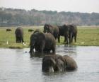 Groupe d'éléphants dans un étang dans la savane