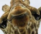 Visage de girafe