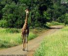 Girafe sur la chemin