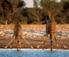 Deux jirafas, à boire à un flaque d'eau dans la savane