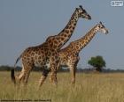 Deux girafes dans la savane