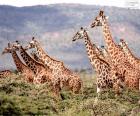 Girafes