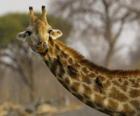 Girafe avec certains oiseaux dans son long cou