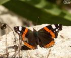 Papillon sur une roche