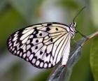 Papillon sur une feuille