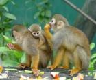 Famille de singes écureuil