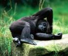 Singe repos