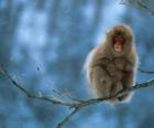 Singe assis sur une branche d'arbre