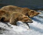 Ours de pêche au saumon