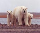 Famille de ours polaires