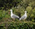 Laridae