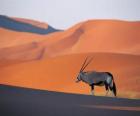 Une gazelle de Grant à longues cornes dans les dunes du désert
