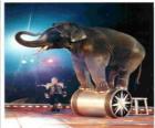 Éléphant formé agissant dans un cirque en marchant sur un cylindre