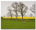 Les arbres dans la campagne anglaise