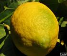 Le citron est le fruit de l’arbre de le citronnier. Il a un goût aigre