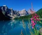 Un lac à la végétation et le bureau de haute montagne