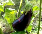 Aubergine