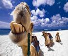 Les chameaux des Rois Mages de repos sur le chemin de Bethléem