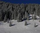 Sapins de Noël dans un paysage neigeux