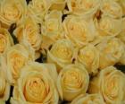 Roses jaune ouvert