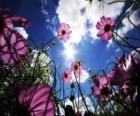 Paysage avec des fleurs