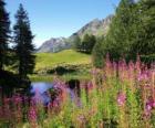 Un lac dans les fleurs de premier plan et de bureaux de haute montagne