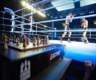 Le chessboxing est un sport hybride qui mélange boxe anglaise et jeu d'échecs.