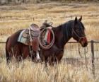 Cheval de cow-boy