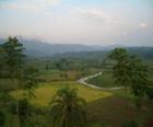 Forêt impénétrable de Bwindi, en Ouganda.