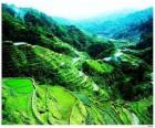 Rizières en terrasses des cordillères des Philippines