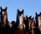 Un troupeau de mustangs