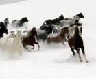 Troupeau de chevaux qui courent dans la neige