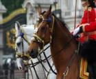 Chevaux avec des ornements