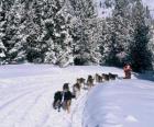 Traîneau à chiens