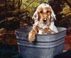 Chien en prenant un bain