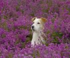 Fox Terrier dans le domaine