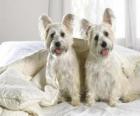 West Highland White Terrier ou Westie