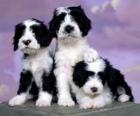 Trois magnifiques chiots