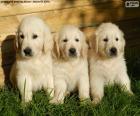 Trois chiots golden retriever