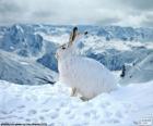 Lapin blanc dans la neige