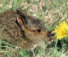 Lapin avec a fleur