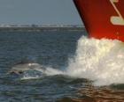 dauphin et le saut en avant d'un bateau