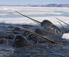 la licorne des mers, le narval mâle a un énorme défense de trois mètres de longueur
