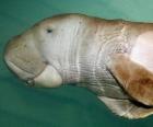 le dugong est un sirénien herbivore mangent les algues sur les rives de l'océan Indien